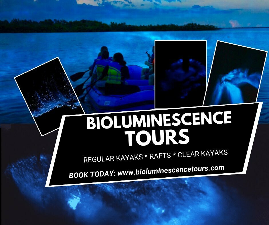 Florida Bioluminescence Tours