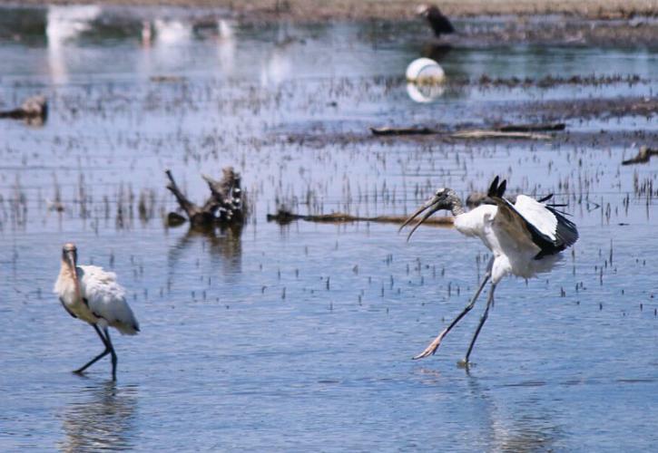 Big Talbot Island State Park