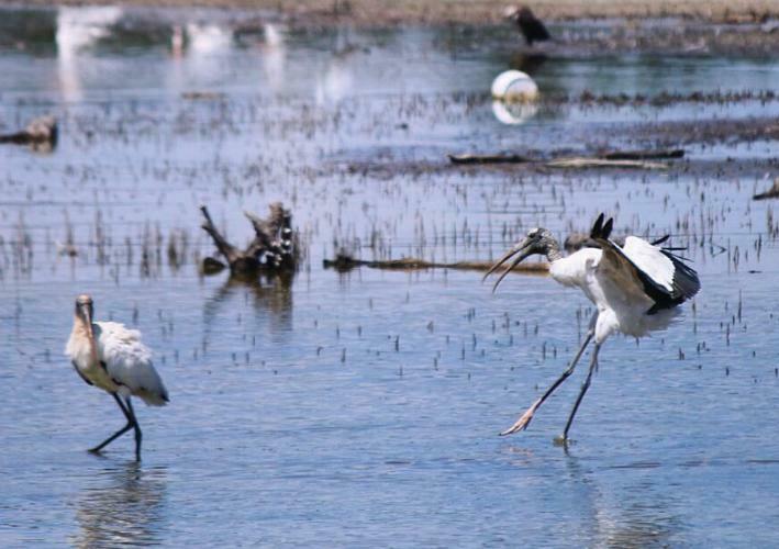 Big Talbot Island State Park