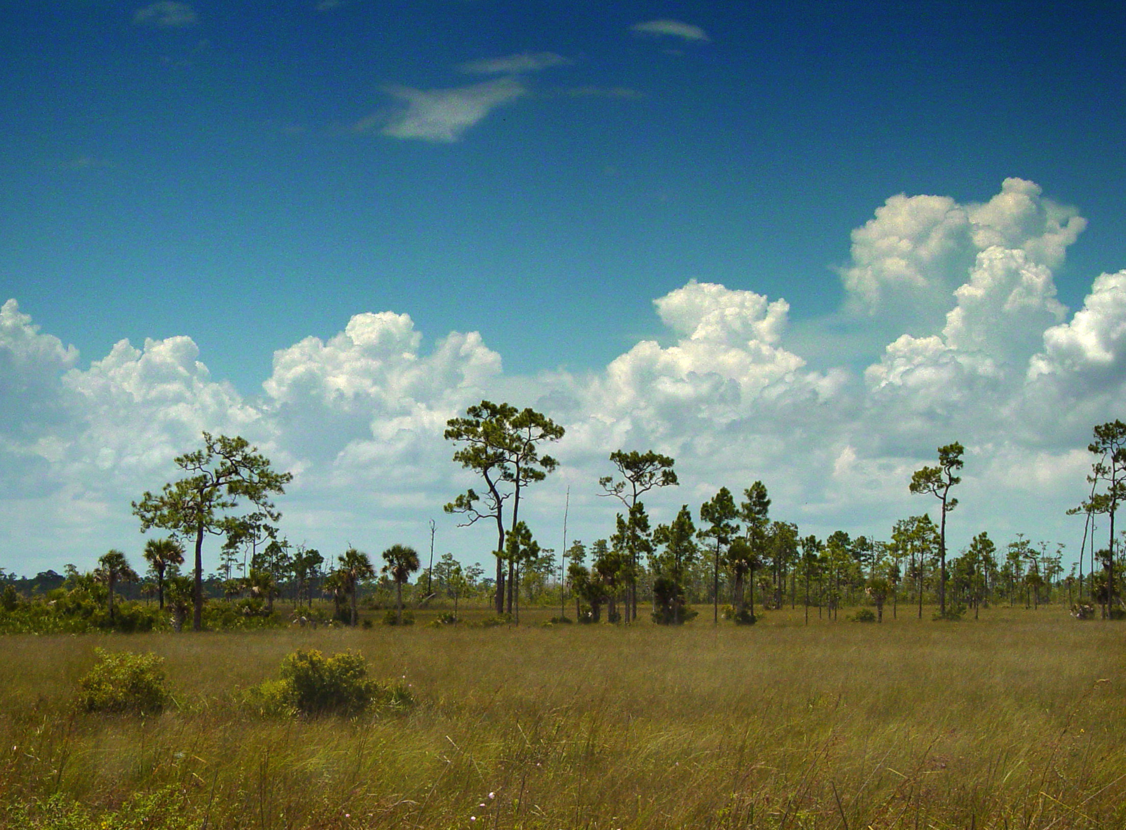 Big Cypress National Preserve