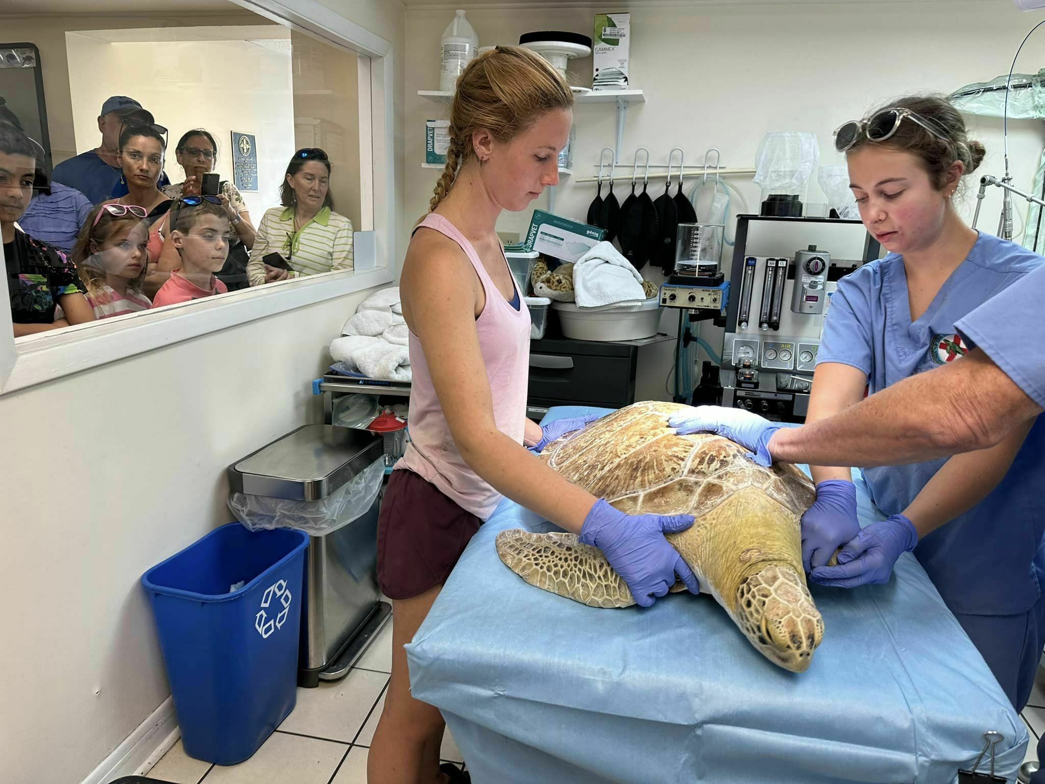 The Turtle Hospital