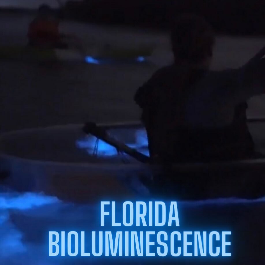 Florida Bioluminescence Tours