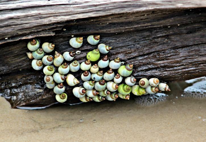 Big Talbot Island State Park