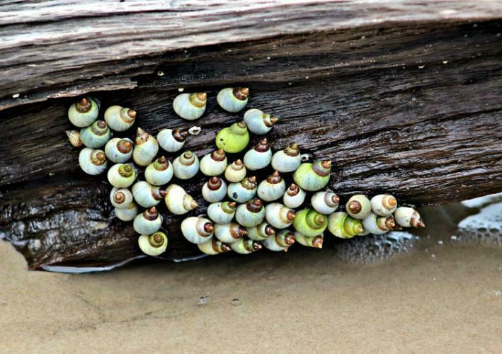 Big Talbot Island State Park