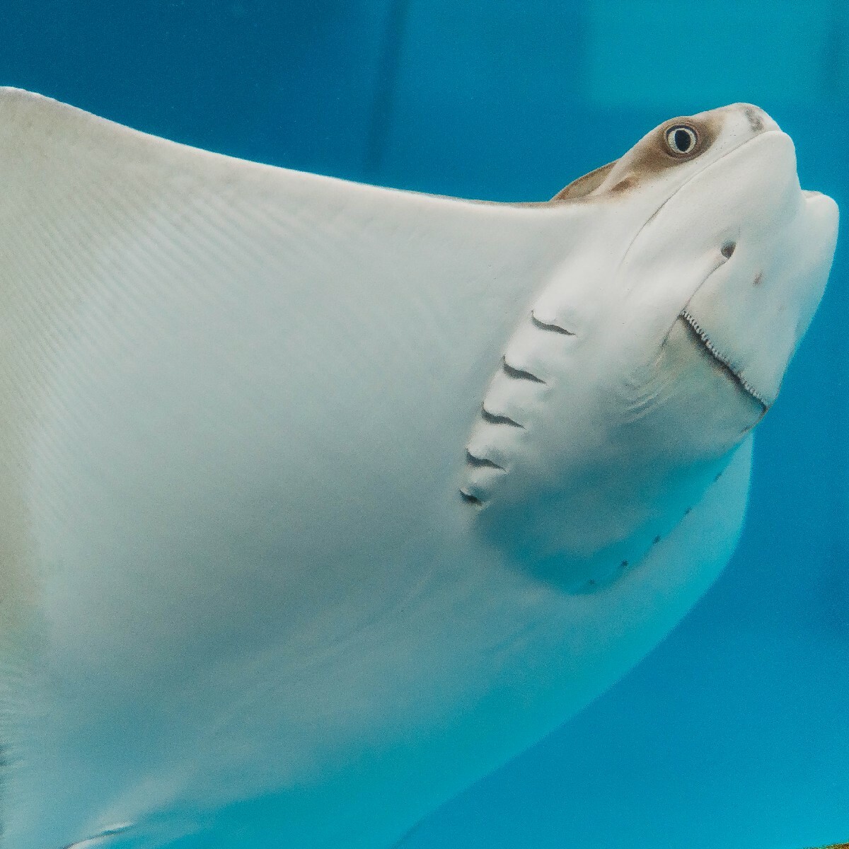 Clearwater Marine Aquarium