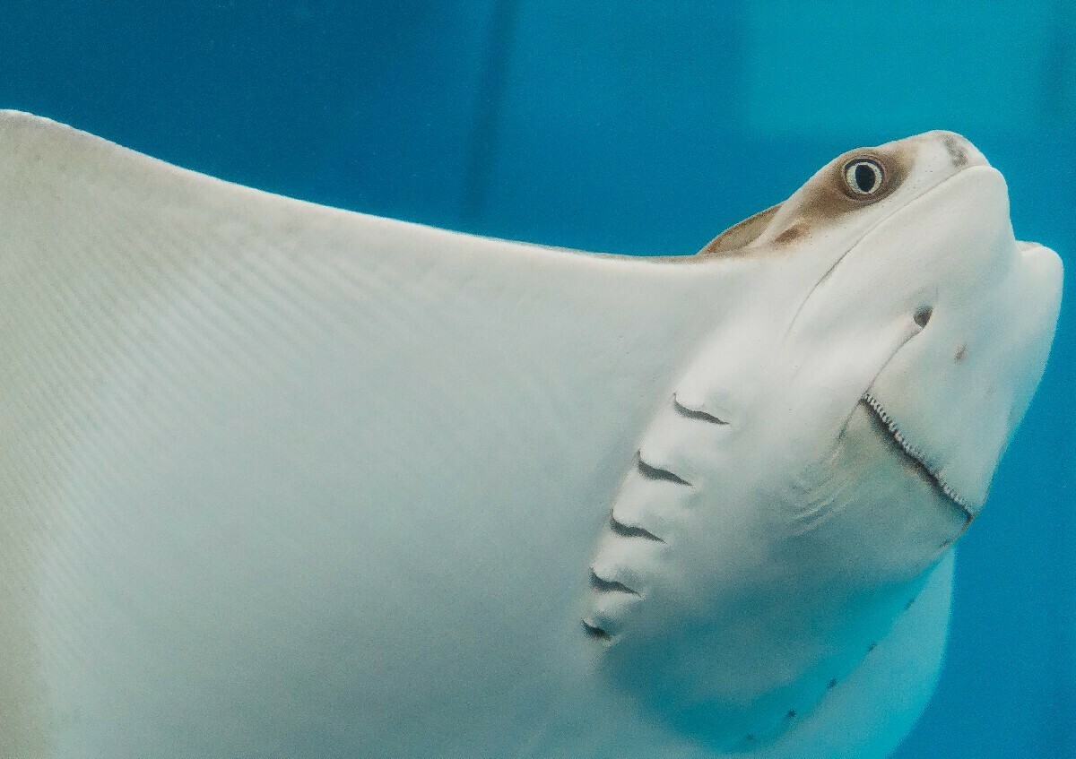 Clearwater Marine Aquarium