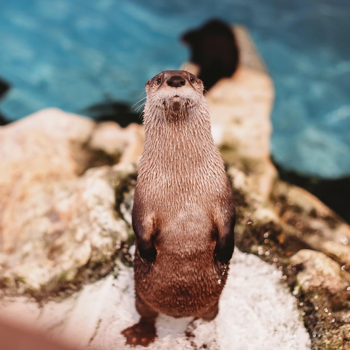 Clearwater Marine Aquarium