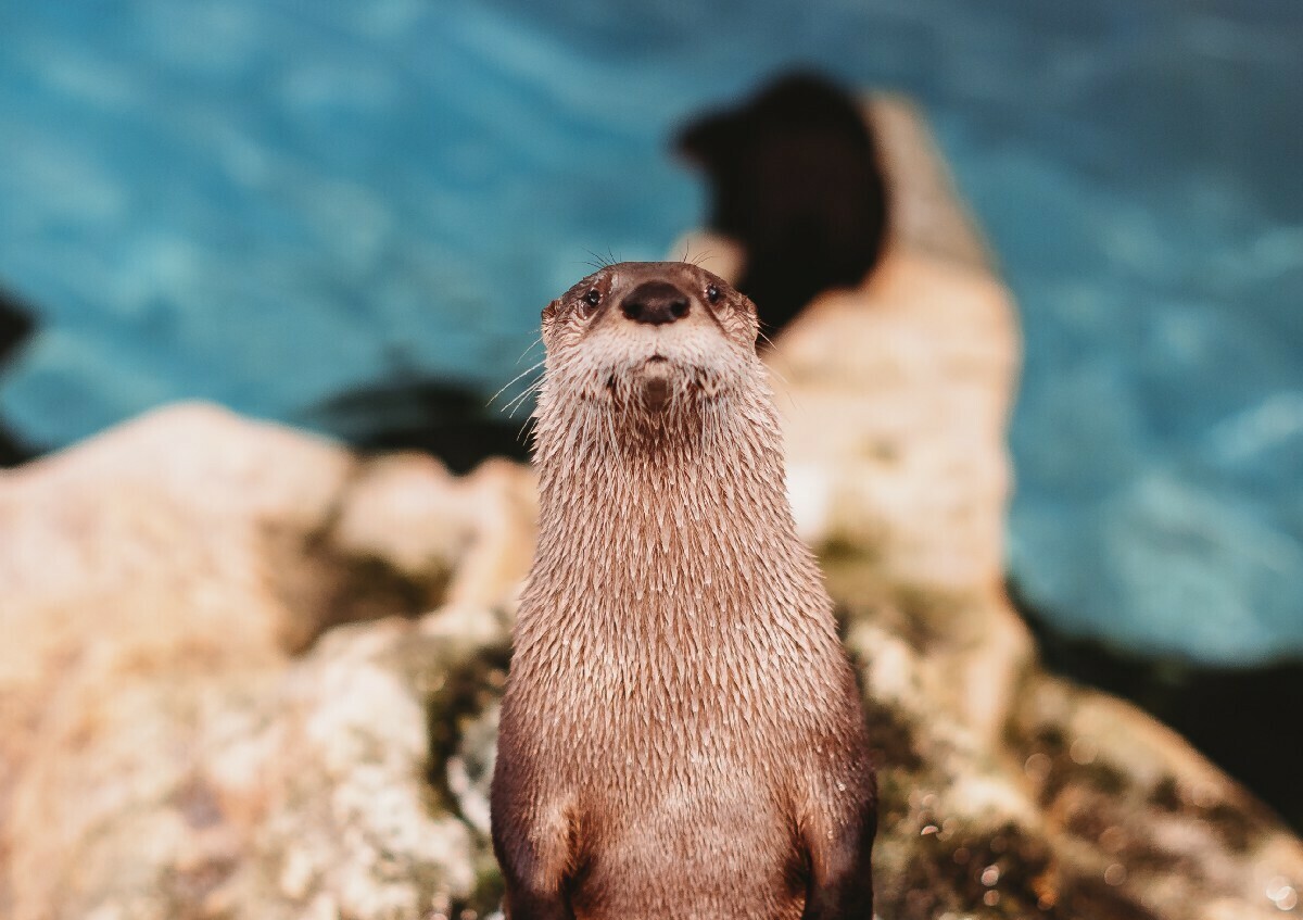 Clearwater Marine Aquarium