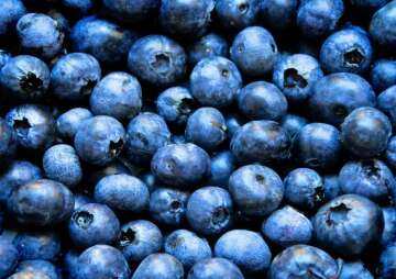 4th Annual Blueberry Fest