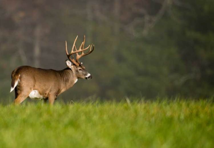 Apply today for an Iowa nonresident deer hunting license!. WIKI