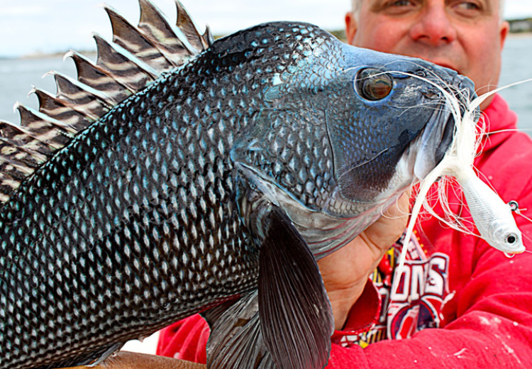 New 2018 Black Sea Bass Regulations Released WIKI Recreation New