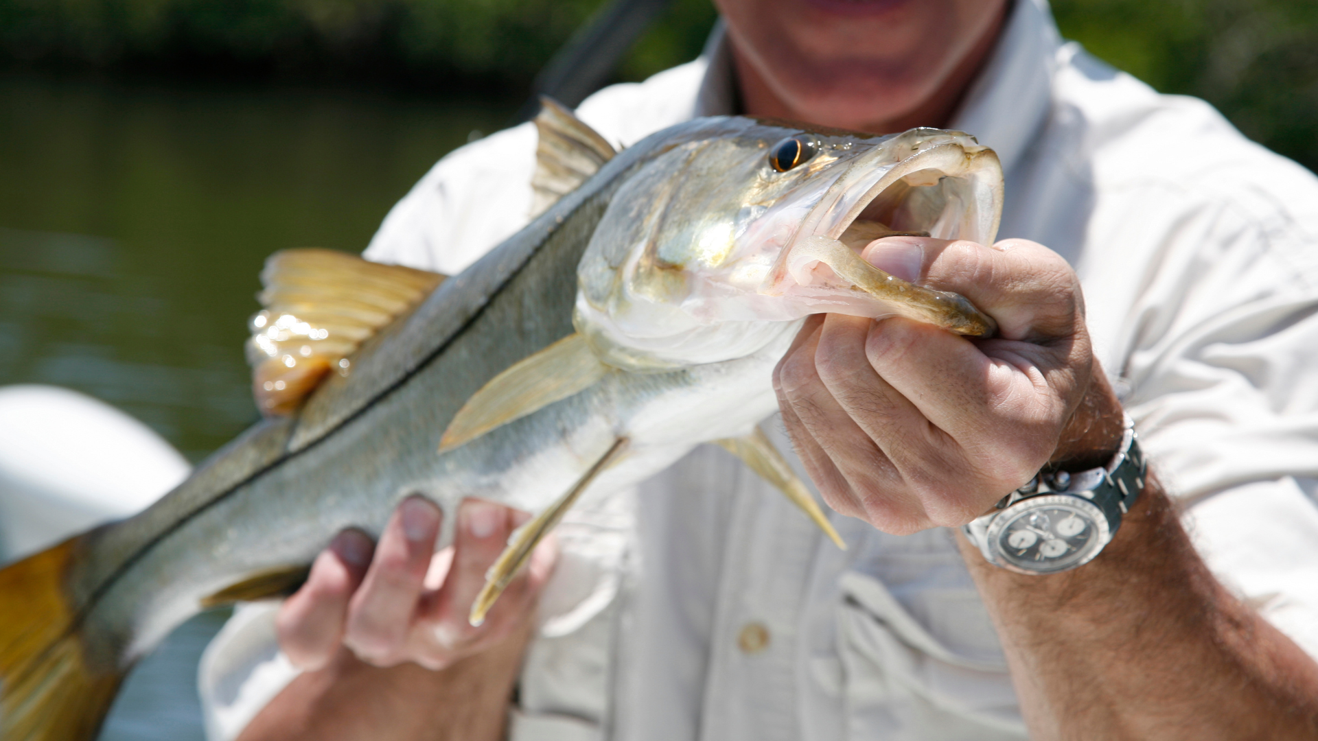 FWC reminds anglers of changes for snook beginning Jan. 1, 2024. WIKI  Recreation Guns, Hunting, Fishing, Skiing, Swimming and More Articles