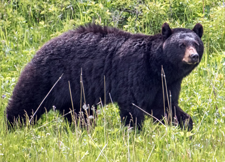 wyoming bears