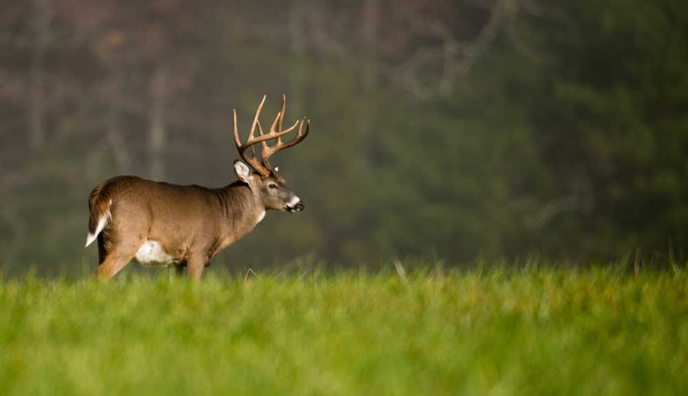 Apply today for an Iowa nonresident deer hunting license!. WIKI