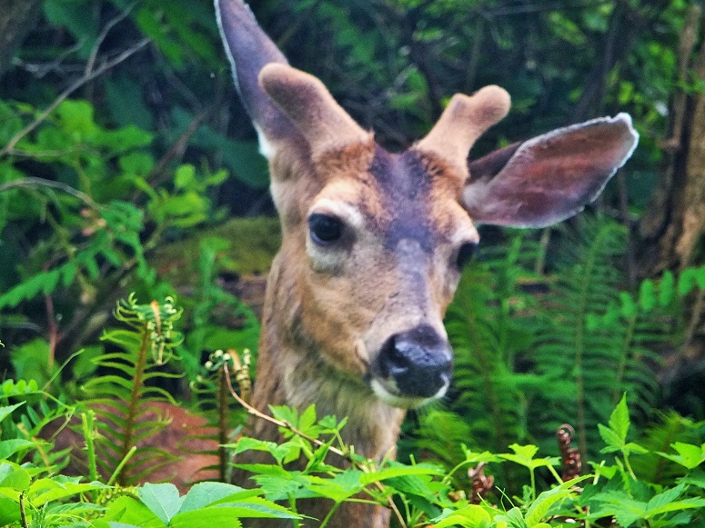 Okanogan County limited-entry deer hunt applications due Aug. 14 - WIKI ...